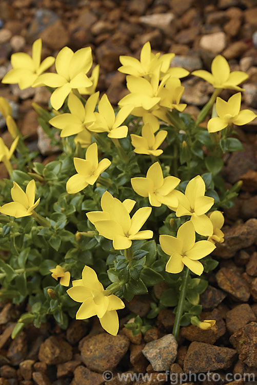 Sebaea thomasii, a small, mound-forming, spring-flowering, semi-evergreen perennial native to the Eastern Cape region of South Africa where it occurs in moist area at elevations of 2000-3000m. In cultivation it is an excellent rockery plant and is surprisingly hardy. sebaea-3299htm'>Sebaea. <a href='gentianaceae-plant-family-photoshtml'>Gentianaceae</a>.