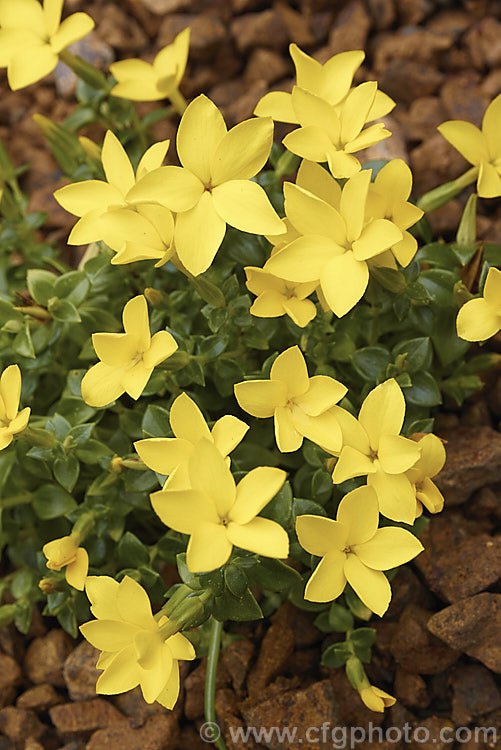 Sebaea thomasii, a small, mound-forming, spring-flowering, semi-evergreen perennial native to the Eastern Cape region of South Africa where it occurs in moist area at elevations of 2000-3000m. In cultivation it is an excellent rockery plant and is surprisingly hardy. sebaea-3299htm'>Sebaea. <a href='gentianaceae-plant-family-photoshtml'>Gentianaceae</a>.
