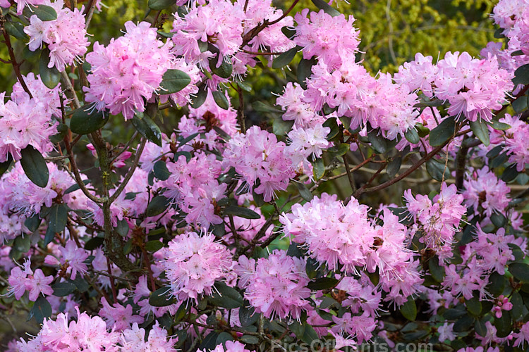 <i>Rhododendron racemosum</i> 'Rock Rose', a cultivar of an evergreen, upright, twiggy shrub that can grow to a 5m tall. The species from is found in Yunnan and Szechwan, China, where it occurs in alpine conditions at altitudes between 1800-4500m. It flowers in early spring. 'Rock Rose' differs from the species in having flowers that are a brighter, clearer pink, rather than lavender-pink. It is also usually compact. Order: Ericales, Family: Ericaceae
