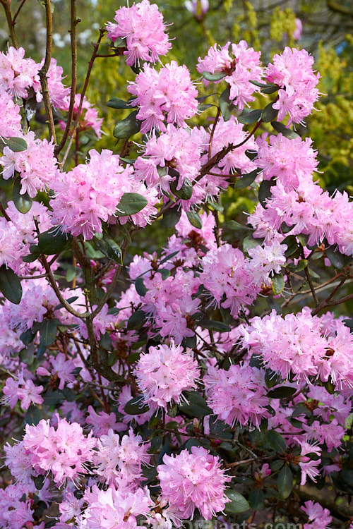 <i>Rhododendron racemosum</i> 'Rock Rose', a cultivar of an evergreen, upright, twiggy shrub that can grow to a 5m tall. The species from is found in Yunnan and Szechwan, China, where it occurs in alpine conditions at altitudes between 1800-4500m. It flowers in early spring. 'Rock Rose' differs from the species in having flowers that are a brighter, clearer pink, rather than lavender-pink. It is also usually compact. Order: Ericales, Family: Ericaceae