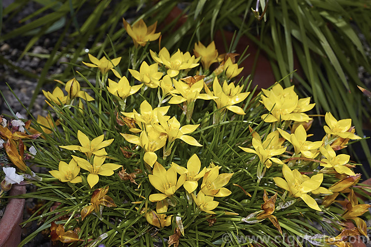 Tristagma sellowianum (syns. Nothoscordum felipponei, Ipheion sellowianum</i>), a small, late winter- to spring-flowering bulbous perennial from temperate. South America. In suitable conditions it naturalises freely, but demands excellent drainage. tristagma-3371htm'>Tristagma.