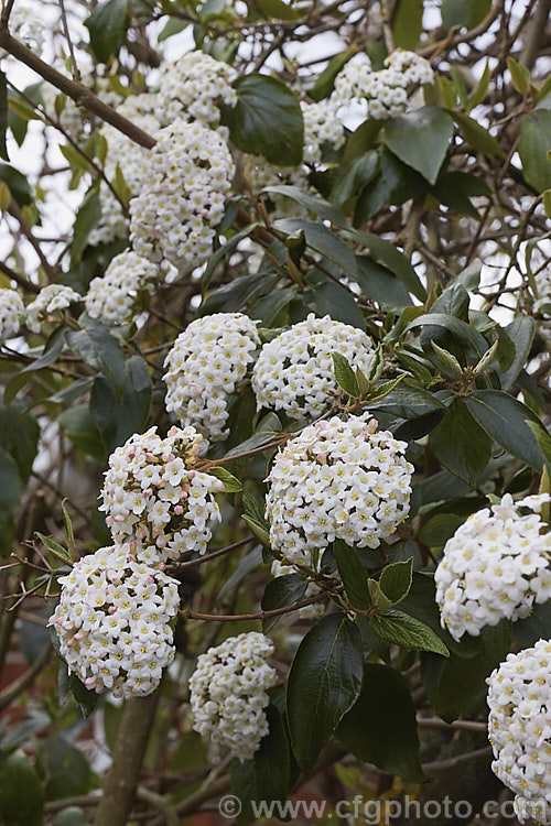 Viburnum x burkwoodii (<i>Viburnum carlesii x Viburnum utile</i>), a semi-deciduous 25-4m tall shrub. Its flowers are strongly scented and borne over a long period from late winter. viburnum-2081htm'>Viburnum. <a href='adoxaceae-plant-family-photoshtml'>Adoxaceae</a>.