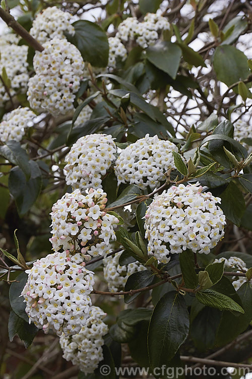 Viburnum x burkwoodii (<i>Viburnum carlesii x Viburnum utile</i>), a semi-deciduous 25-4m tall shrub. Its flowers are strongly scented and borne over a long period from late winter. viburnum-2081htm'>Viburnum. <a href='adoxaceae-plant-family-photoshtml'>Adoxaceae</a>.
