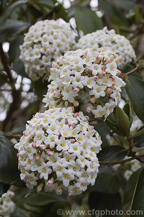 Viburnum x burkwoodii (<i>Viburnum carlesii x Viburnum utile</i>), a semi-deciduous 25-4m tall shrub. Its flowers are strongly scented and borne over a long period from late winter. viburnum-2081htm'>Viburnum. <a href='adoxaceae-plant-family-photoshtml'>Adoxaceae</a>.