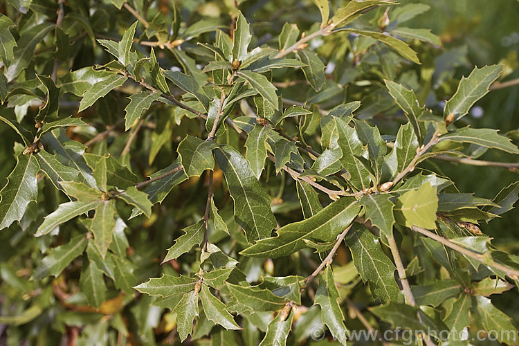 The foliage of Quercus affinis, an evergreen oak tree native to northern and central Mexico, where it occurs in a narrow elevation band from 1200-1300m. It can reach 25m tall but is usually considerably smaller and may be shrubby It is closely related to Quercus laurina and may hybridise naturally with that species