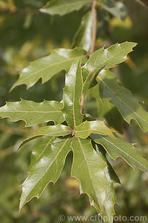 The foliage of Quercus affinis, an evergreen oak tree native to northern and central Mexico, where it occurs in a narrow elevation band from 1200-1300m. It can reach 25m tall but is usually considerably smaller and may be shrubby It is closely related to Quercus laurina and may hybridise naturally with that species