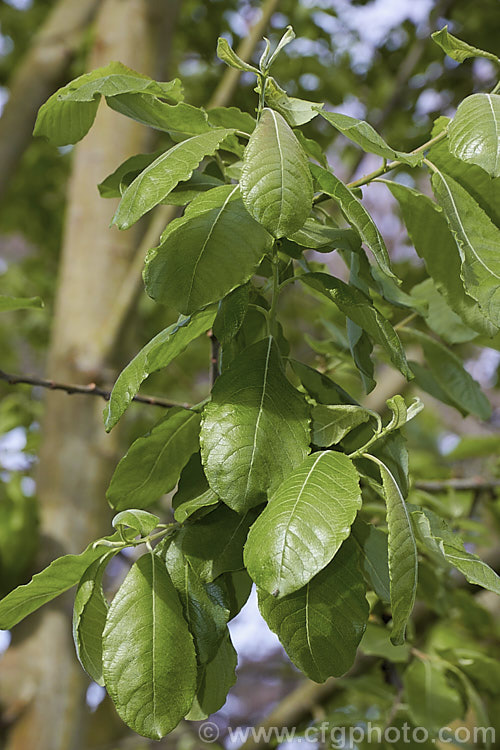 The young spring foliage of the Asian Sallow (<i>Salix aegyptiaca</i>), a willow native to Turkey, Armenia and Iran to Pakistan. It is a large deciduous shrub or small tree. The flowers open very early and are followed by the leaves, which are quite large, toothed and have pale blue-green undersides. Order: Malpighiales, Family: Salicaceae