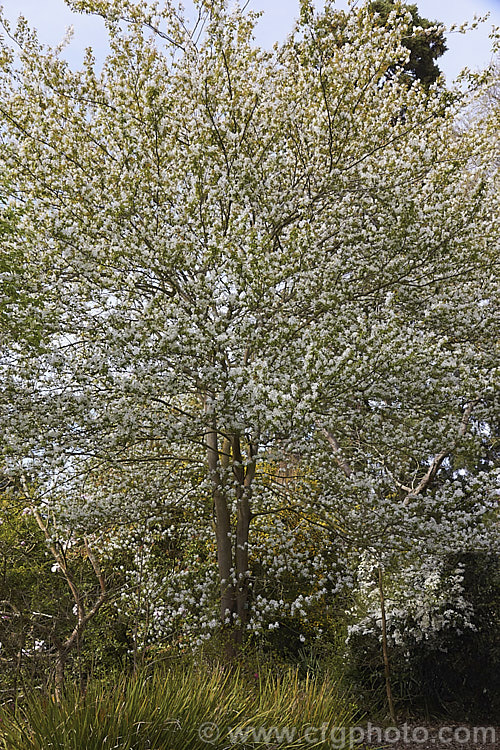 Amelanchier lamarckii, often misidentified in gardens as Amelanchier canadensis, this spring-flowering deciduous shrub or tree to 10m tall is a native of eastern Canada. Order: Rosales, Family: Rosaceae