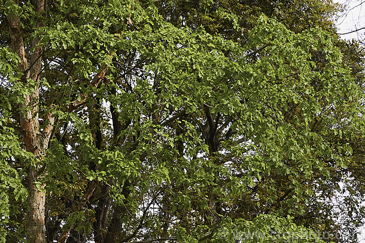 The light green spring foliage of Hualo (<i>Nothofagus glauca</i>), a deciduous species of southern beech endemic to Chile. It has a narrow erect habit and can grow to 30m tall In mild areas it may be semi-evergreen. nothofagus-2462htm'>Nothofagus. <a href='nothofagaceae-plant-family-photoshtml'>Nothofagaceae</a>.