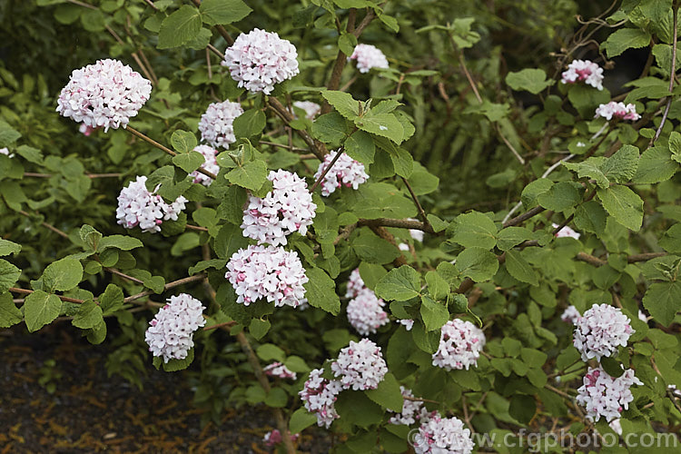 Viburnum 'Chesapeake' (<i>Viburnum 'Cayuga' x Viburnum utile</i>), a spring-blooming deciduous shrub with very fragrant flowers that open white but develop pink tones with age. Its autumn foliage can also be attractive and may turn bright red. This hybrid is sometimes listed as a Viburnum carlesii cultivar as that species predominates in its parent 'Cayuga'. viburnum-2081htm'>Viburnum.. viburnum-2081htm'>Viburnum. <a href='adoxaceae-plant-family-photoshtml'>Adoxaceae</a>.