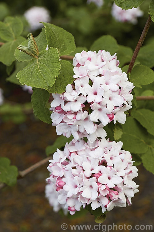 Viburnum 'Chesapeake' (<i>Viburnum 'Cayuga' x Viburnum utile</i>), a spring-blooming deciduous shrub with very fragrant flowers that open white but develop pink tones with age. Its autumn foliage can also be attractive and may turn bright red. This hybrid is sometimes listed as a Viburnum carlesii cultivar as that species predominates in its parent 'Cayuga'. viburnum-2081htm'>Viburnum.. viburnum-2081htm'>Viburnum. <a href='adoxaceae-plant-family-photoshtml'>Adoxaceae</a>.