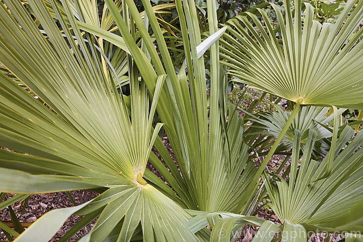 The foliage of the Chinese Windmill. Palm, Chusan. Palm or Hemp. Palm (<i>Trachycarpus fortunei</i>), a tough 10-20m tall fibrous-trunked fan palm from central and eastern China and Burma. trachycarpus-2555htm'>Trachycarpus.