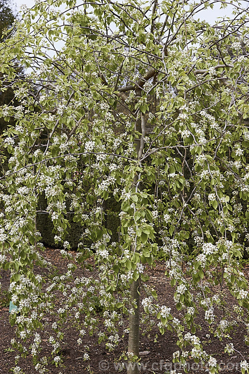 Weeping Callery Pear (<i>Pyrus calleryana 'Pendula'), a weeping cultivar of a deciduous tree native to China 'Pendula' is usually grafted onto a tall standard stock to allow the weeping effect to be seen to the best effect, the branches eventually trailing to ground level. It is primarily grown for its form, but also has a good covering of white flowers in spring and bright orange to red autumn foliage. The small, inedible fruits may be red-tinted, though this is sometimes masked by the russet overtones. Order: Rosales, Family: Rosaceae