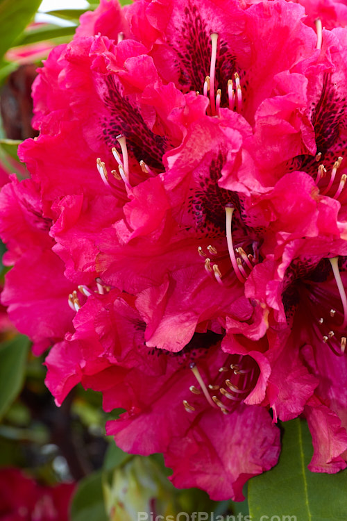 <i>Rhododendron</i> 'Dora Amateis' (<i>Rhododendron minus</i> var. <i>minus</i> x <i>Rhododendron ciliatum</i>), a very hardy early- to midseason-flowering American hybrid was introduced in 1955. It grows to around 1m tall x 1.5m wide. Order: Ericales, Family: Ericaceae
