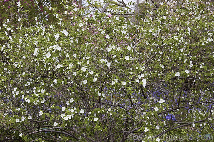 Rhodotypos scandens, a spreading, spring-flowering deciduous shrub that grows to about 5 m high. It is a member of the rose family and a native of China and Japan. Black berries follow the flowers and usually last well into winter