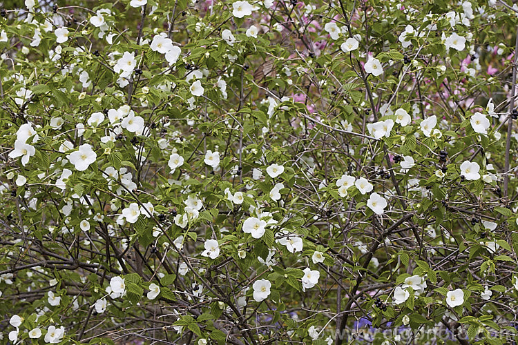 Rhodotypos scandens, a spreading, spring-flowering deciduous shrub that grows to about 5 m high. It is a member of the rose family and a native of China and Japan. Black berries follow the flowers and usually last well into winter