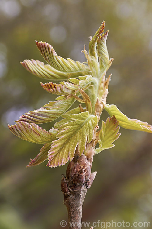 The unfurling and expanding young leaves of the Hungarian Oak (<i>Quercus frainetto</i>), a deciduous tree up to 30m tall. Native to southern Italy, Turkey and the Balkans, it is notable for its pink-tinted young growth and tomentose acorn cups