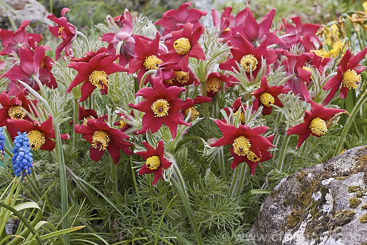 Pulsatilla vulgaris 'Red Wings', a red-flowered cultivar of the Pasque. Flower, a lowland to subalpine, spring-flowering perennial that occurs naturally over much of northern Europe from Britain to Siberia. pulsatilla-2767htm'>Pulsatilla.