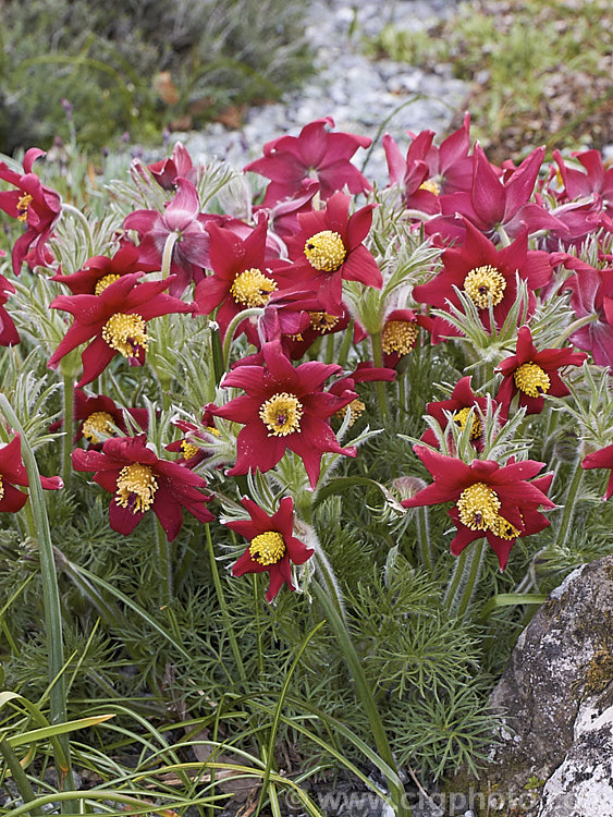 Pulsatilla vulgaris 'Red Wings', a red-flowered cultivar of the Pasque. Flower, a lowland to subalpine, spring-flowering perennial that occurs naturally over much of northern Europe from Britain to Siberia. pulsatilla-2767htm'>Pulsatilla.