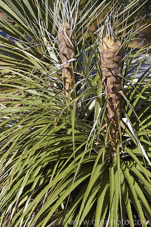 The developing flower stems of Puya glomerifera in spring. This late summer- to autumn-flowering terrestrial bromeliad is native to Ecuador, where it is found in dry shrub-land at fairly high altitudes. Its flower stems are around 3 m tall
