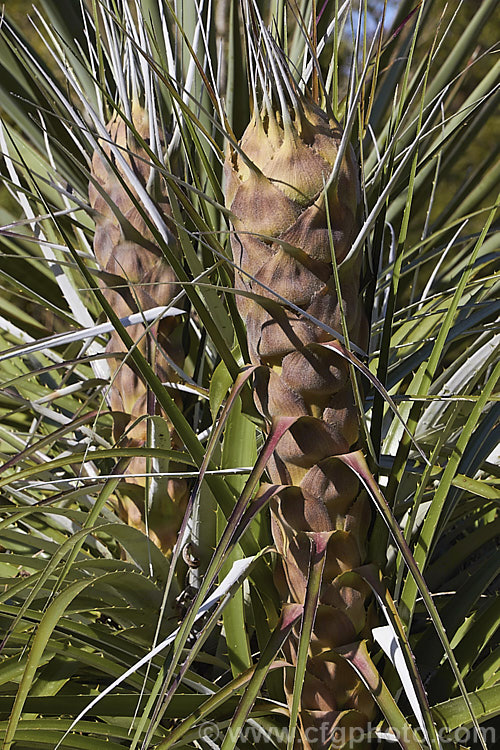 The developing flower stems of Puya glomerifera in spring. This late summer- to autumn-flowering terrestrial bromeliad is native to Ecuador, where it is found in dry shrub-land at fairly high altitudes. Its flower stems are around 3 m tall