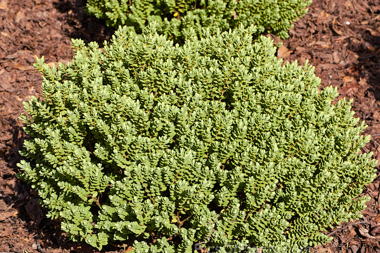 <i>Veronica canterburiensis</i> (syn. <i>Hebe canterburiensis</i>), a compact, mound-forming, evergreen shrub native to the eastern South Island of New Zealand from Nelson to Arthur's Pass, where it occurs at elevations of 900-1400m. Its sprays of tiny white flowers open in summer. Order: Lamiales, Family: Plantaginaceae