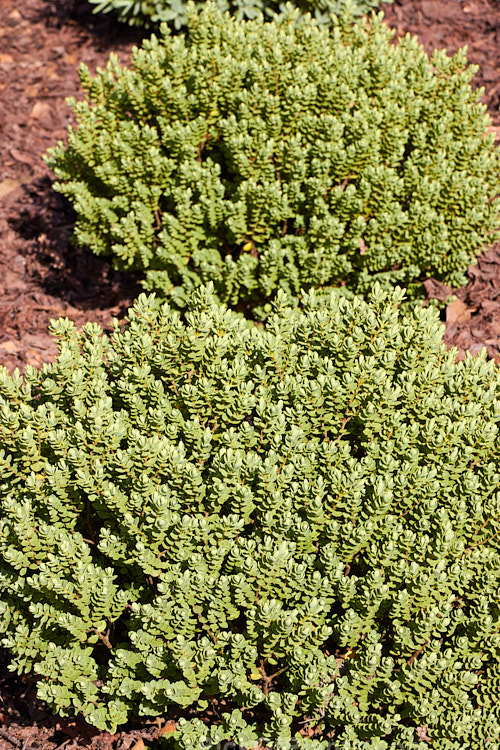 <i>Veronica canterburiensis</i> (syn. <i>Hebe canterburiensis</i>), a compact, mound-forming, evergreen shrub native to the eastern South Island of New Zealand from Nelson to Arthur's Pass, where it occurs at elevations of 900-1400m. Its sprays of tiny white flowers open in summer. Order: Lamiales, Family: Plantaginaceae