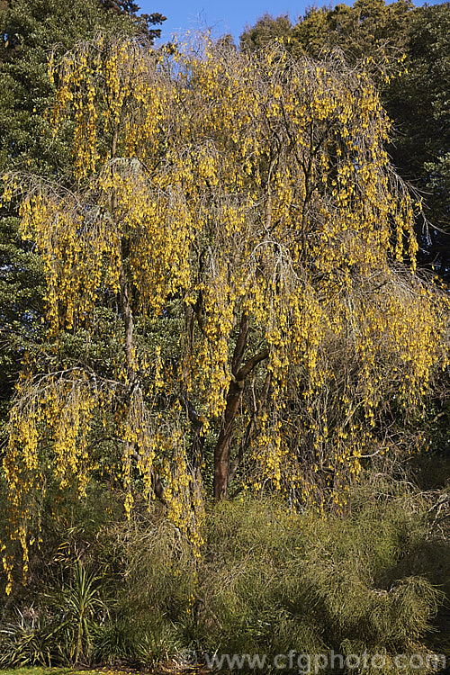 Kowhai (<i>Sophora tetraptera</i>), a briefly deciduous tree from New Zealand andChile. Its flowers are rich in nectar, appear from late winter (as the foliage drops</i>) and are a New Zealand national symbol. sophora-2142htm'>Sophora.