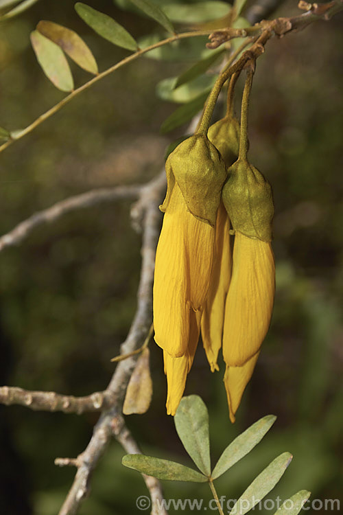 Lignum. Vitae (<i>Sophora howinsula</i>), an evergreen shrub or small tree native to Lord. HoweIsland, which is located between northern New Zealand and the New South Wales coast. It is from 3-15m tall and is similar to the New Zealand kowhai species. Sophora tetraptera, sharing similar golden flowers, but its leaflets are larger. This species hybridises with the New Zealand natives and several garden hybrids and cultivars are available, including 'Gnome' and 'Tui's Gold'. sophora-2142htm'>Sophora.