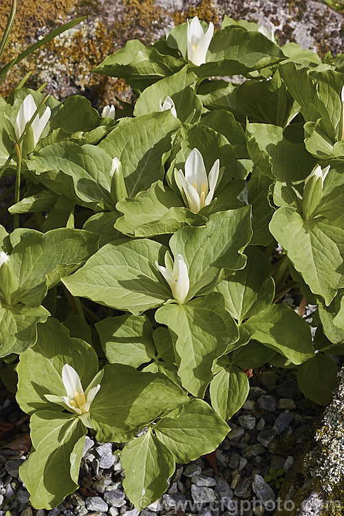 Sessile. Trillium or Toad. Trillium (<i>Trillium sessile</i>), a 10-25cm tall, spring-flowering perennial that occurs in several forms in the eastern United States. In cultivation it is often confused with its western cousin. Trillium chloropetalum. trillium-2304htm'>Trillium. <a href='melanthiaceae-plant-family-photoshtml'>Melanthiaceae</a>.
