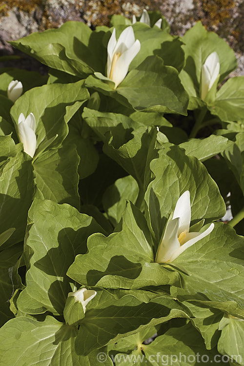 Sessile. Trillium or Toad. Trillium (<i>Trillium sessile</i>), a 10-25cm tall, spring-flowering perennial that occurs in several forms in the eastern United States. In cultivation it is often confused with its western cousin. Trillium chloropetalum. trillium-2304htm'>Trillium. <a href='melanthiaceae-plant-family-photoshtml'>Melanthiaceae</a>.