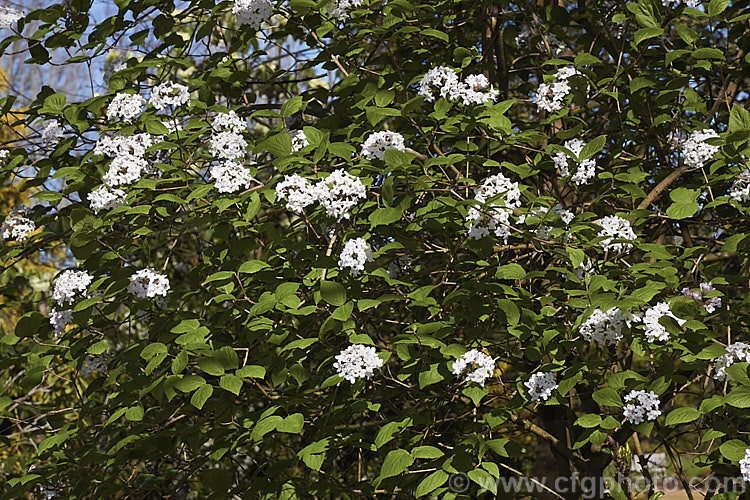 Viburnum x burkwoodii 'Fullbrook' ([Viburnum carlesii x Viburnum utile] x V carlesii</i>), a fragrant, spring-flowering, semi-deciduous 15-2m tall shrub. The same cross as 'Anne. Russell', it differs from that cultivar in having larger, paler leaves and a slightly later flowering habit. viburnum-2081htm'>Viburnum. <a href='adoxaceae-plant-family-photoshtml'>Adoxaceae</a>.