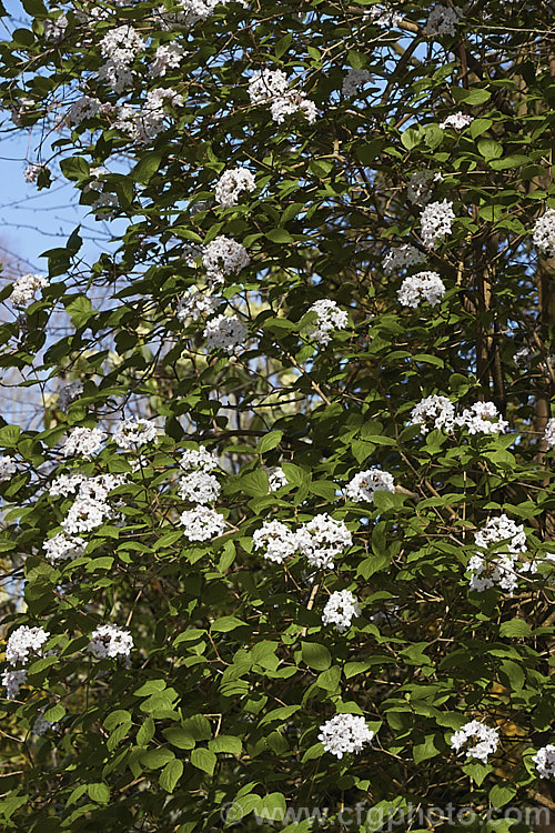 Viburnum x burkwoodii 'Fullbrook' ([Viburnum carlesii x Viburnum utile] x V carlesii</i>), a fragrant, spring-flowering, semi-deciduous 15-2m tall shrub. The same cross as 'Anne. Russell', it differs from that cultivar in having larger, paler leaves and a slightly later flowering habit. viburnum-2081htm'>Viburnum. <a href='adoxaceae-plant-family-photoshtml'>Adoxaceae</a>.