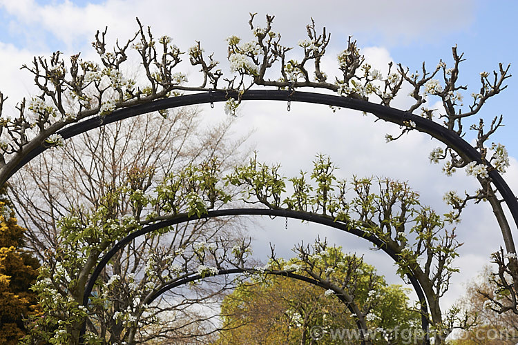 Pears in spring, flowering after being pruned back to flowering spurs in winter. These plants have been trained over high steel arches, which gives the fruit plenty of light for ripening and makes them easy to harvest. Order: Rosales, Family: Rosaceae