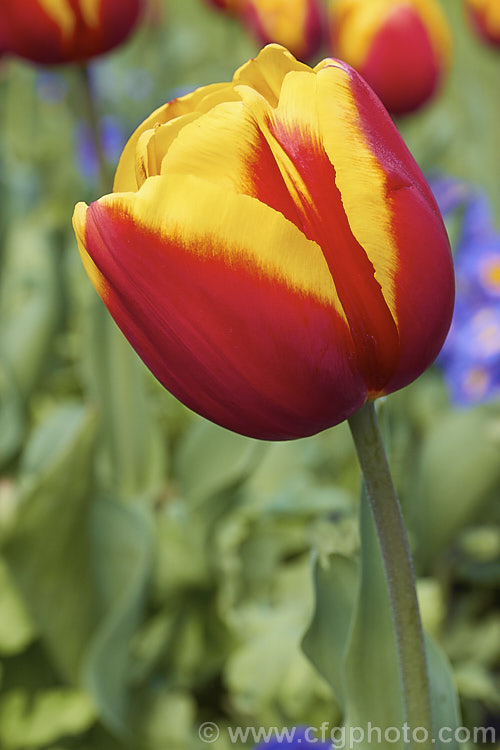 Tulipa 'Kees. Nellis' (<i>Category 3 x Triumph Hybrid</i>), a sturdy, large-flowered, strongly coloured tulip that grows to around 38cm tall It was introduced in 1951. Order: Liliales, Family: Liliaceae