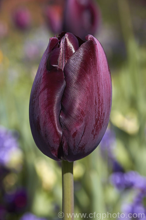 Tulipa 'Black Diamond' (<i>Category 5 x Single. Late</i>), a very dark blackish-purple flowered hybrid with flower stems up to 70cm tall, raised by Rijnveld and Sons of the Netherlands and introduced in 1962. The blooms are mildly scented. Order: Liliales, Family: Liliaceae