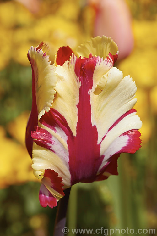 Tulipa 'Flaming. Parrot', a multi-coloured. Parrot tulip introduced in 1968. Its flower stems are around 60cm tall and the flowers can be quite large. Order: Liliales, Family: Liliaceae