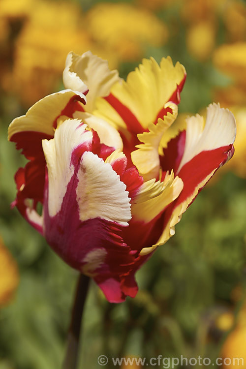 Tulipa 'Flaming. Parrot', a multi-coloured. Parrot tulip introduced in 1968. Its flower stems are around 60cm tall and the flowers can be quite large. Order: Liliales, Family: Liliaceae