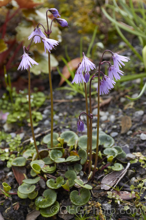 Soldanella montana, a small, spreading, spring-flowering perennial from the mountains of southern Europe. It prefers a cool, moist, semi-shaded location. The flower stems seldom exceed 15cm high. soldanella-3317htm'>Soldanella.