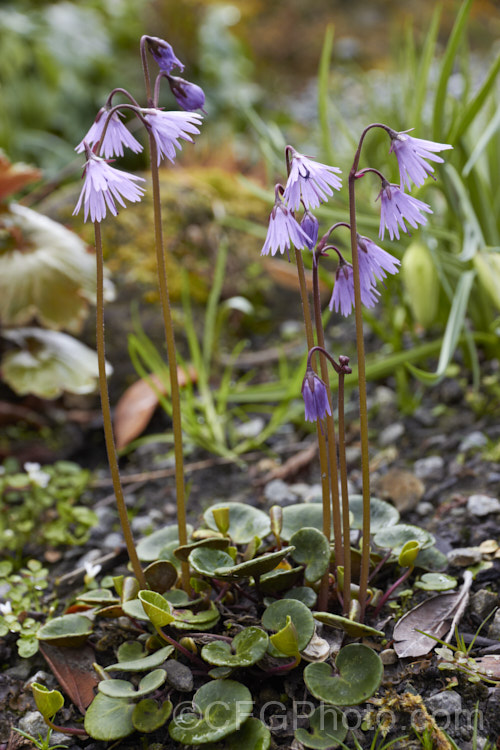 Soldanella montana, a small, spreading, spring-flowering perennial from the mountains of southern Europe. It prefers a cool, moist, semi-shaded location. The flower stems seldom exceed 15cm high. soldanella-3317htm'>Soldanella.