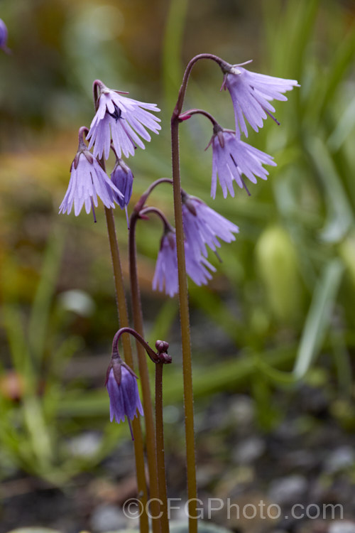 Soldanella montana, a small, spreading, spring-flowering perennial from the mountains of southern Europe. It prefers a cool, moist, semi-shaded location. The flower stems seldom exceed 15cm high. soldanella-3317htm'>Soldanella.