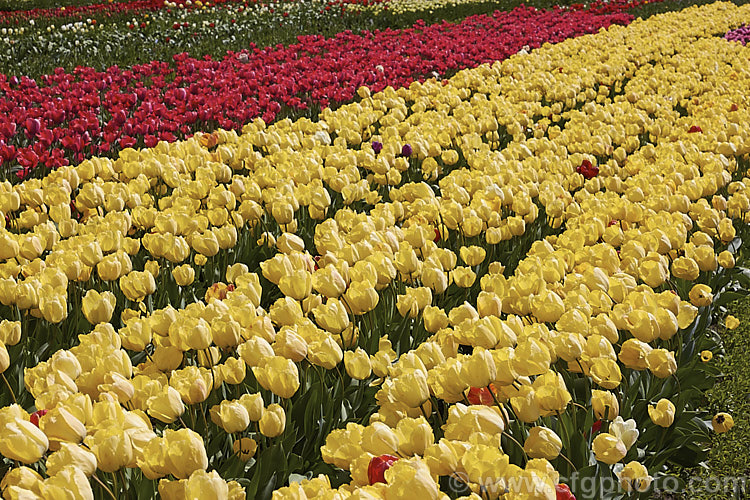 Part of a large field of tulips being grown for cut flower and bulb production. Order: Liliales, Family: Liliaceae