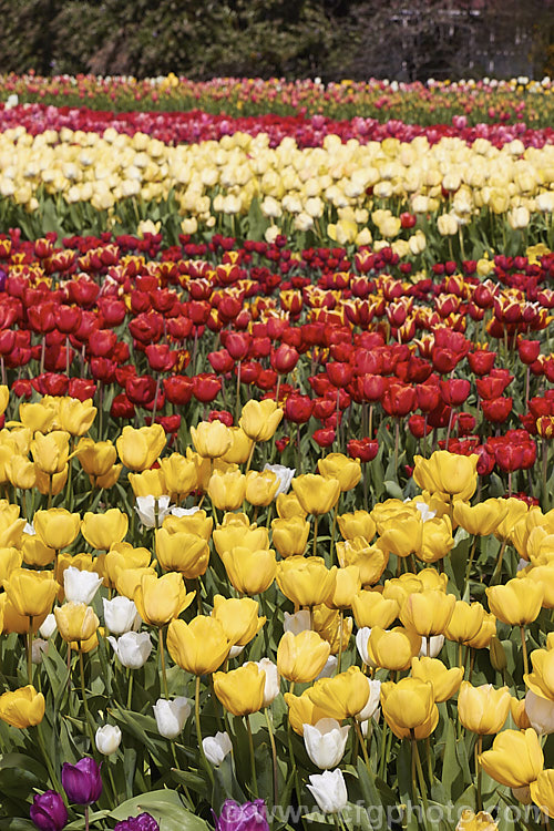 Part of a large field of tulips being grown for cut flower and bulb production. Order: Liliales, Family: Liliaceae