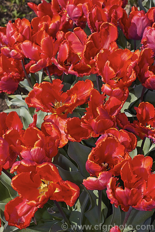 Tulipa 'Rococo', (<i>Category 10 x Parrot</i>), a 30cm tall tulip hybridised by Slegtkamp and introduced in 1942. Order: Liliales, Family: Liliaceae