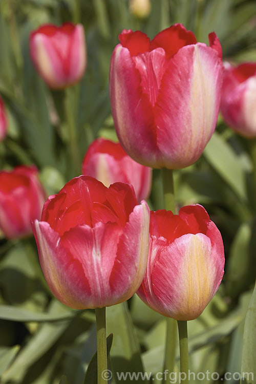 Tulipa 'Judith. Leyster' (<i>Category 3 x Triumph Hybrid</i>), a hybrid that grows to around 55cm tall Judith. Leyster (1609-60) was a 17th century. Dutch painter hired by many growers at the time of tulip mania to paint bulbs for their catalogues and books. Order: Liliales, Family: Liliaceae