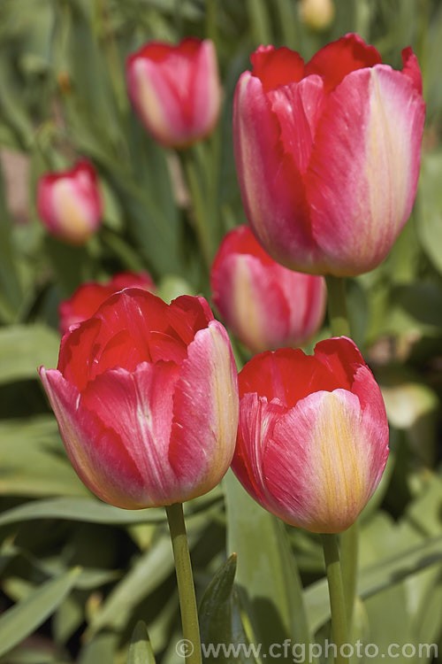 Tulipa 'Judith. Leyster' (<i>Category 3 x Triumph Hybrid</i>), a hybrid that grows to around 55cm tall Judith. Leyster (1609-60) was a 17th century. Dutch painter hired by many growers at the time of tulip mania to paint bulbs for their catalogues and books. Order: Liliales, Family: Liliaceae