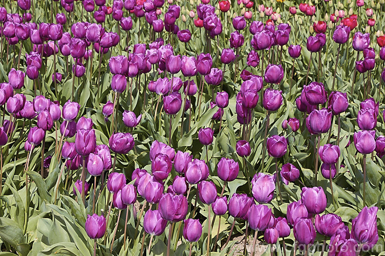 Tulipa 'Negrita' (<i>Category 3 x Triumph Hybrid</i>), a hybrid raised by Bik and introduced in 1970. It grows to around 45cm tall Order: Liliales, Family: Liliaceae