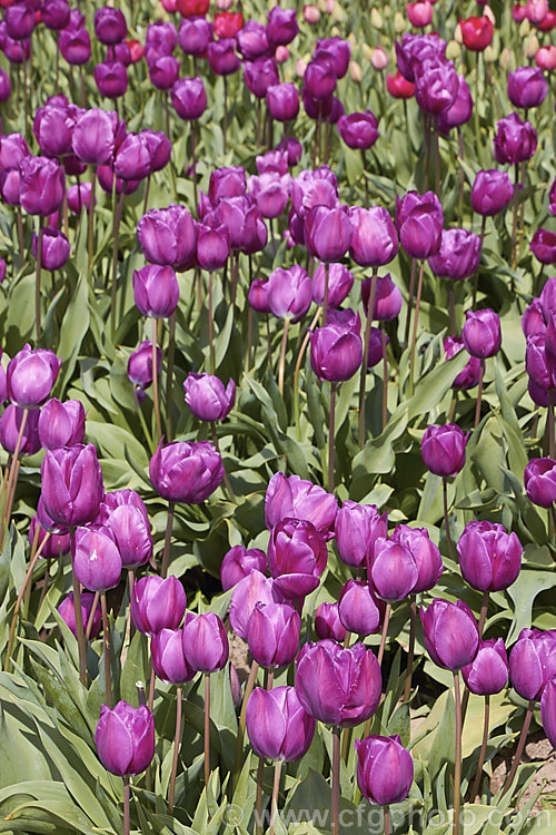Tulipa 'Negrita' (<i>Category 3 x Triumph Hybrid</i>), a hybrid raised by Bik and introduced in 1970. It grows to around 45cm tall Order: Liliales, Family: Liliaceae