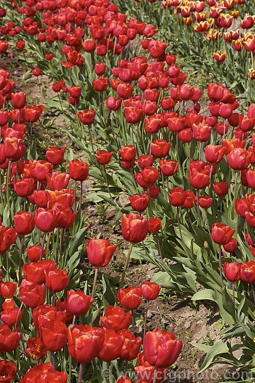 Tulipa 'Escape' (<i>Category 3 x Triumph Hybrid</i>), a hybrid that can reach 45cm tall, though 30-40cm is more common. Order: Liliales, Family: Liliaceae