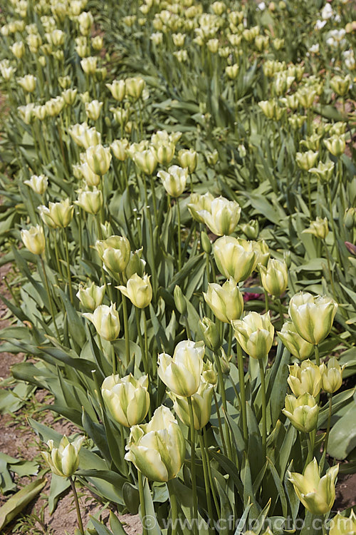 Tulipa 'Spring Green', a Viridiflora (<i>Category 8) hybrid raised by Liefting and introduced in 1969. Its flower stems can be over 50cm tall Order: Liliales, Family: Liliaceae